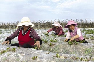 【经济】市农科院马铃薯研究