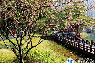 海棠花开