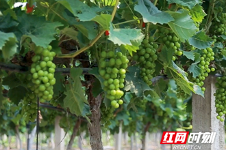 澧县葡萄熟了，共享甜蜜果，云游葡萄园