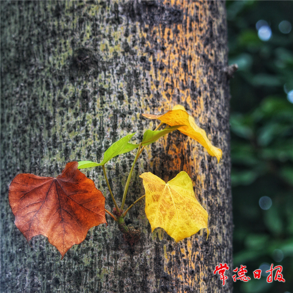 杨友如-秋色-1.jpg