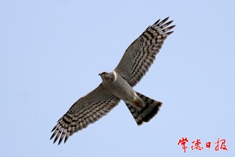 国家二级保护鸟类雀鹰