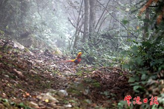 红腹锦鸡
