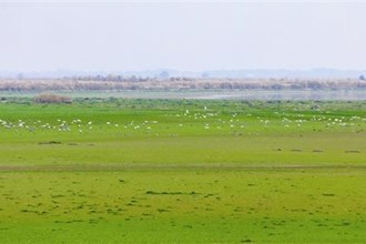 【生态】汉寿县：各类国家珍稀保护鸟类冬栖青山湖候鸟苑