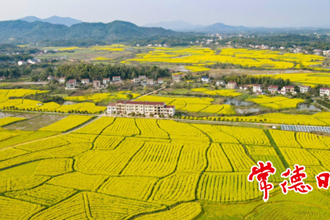 【生态】太阳谷油菜花开 田园美景惹人醉