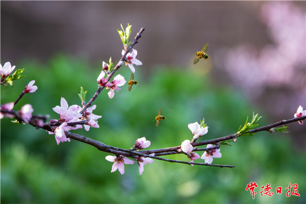 刘瑞松-桃花树林采蜜忙-1.jpg