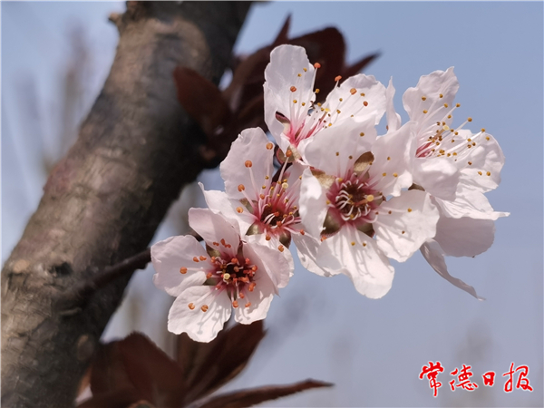 古田-樱花盛开的季节-5-3.jpg