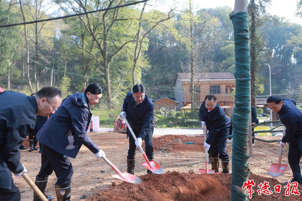 植树现场