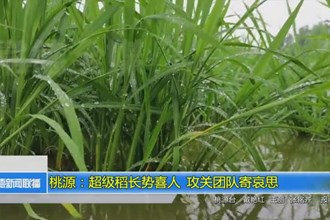 桃源：超级稻长势喜人 攻关团队寄哀思