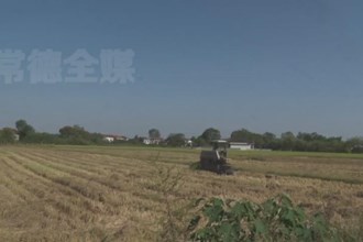 临澧 县佘市桥镇：养殖户机收秸秆 废弃稻草变成宝