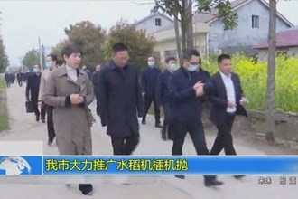 澳门金沙博彩娱乐平台大力推广水稻机插机抛