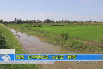 西湖：抗旱保收成 为农田“解渴”
