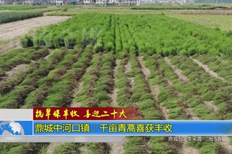 鼎城中河口镇：千亩青蒿丰收 叶叶均归仓