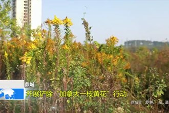 鼎城：开展铲除“加拿大一枝黄花”行动