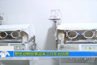 汉寿：野生动物世界迎来三只东北幼虎