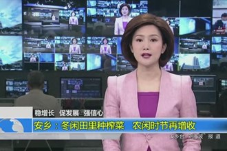 安乡：冬闲田里种榨菜 农闲时节再增收