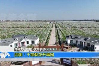 西湖：千亩梨花开满园
