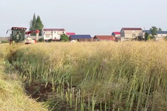 鼎城：收割分“两段” 减损即增产