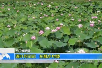 石门维新镇：莲叶何田田 扮靓乡村颜