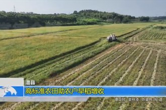 澧县：高标准农田助农户早稻增收