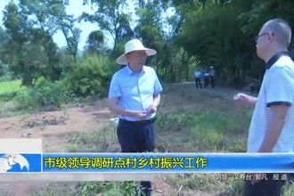 市级领导调研点村乡村振兴工作