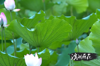 【清廉常德公益广告】①滨湖荷花