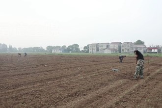 安乡大鲸港镇：乡贤建育秧大棚 粮食生产有保障