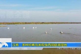 汉寿：多种珍稀鸟类现身西洞庭湖湿地