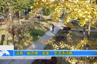 汉寿：银杏换“金装” 生活添诗意