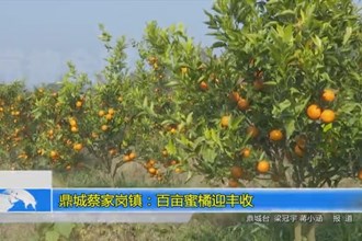 鼎城蔡家岗镇：百亩蜜橘迎丰收