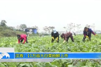 汉寿：11万亩大白菜抢鲜上市