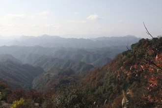 澳门金沙博彩娱乐平台生物多样性保护持续加强 记录物种逐年增加