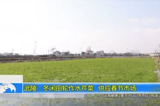 武陵：冬闲田轮作水芹菜 供应春节市场