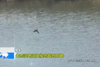 安乡：生态湿地迎来候鸟越冬高峰
