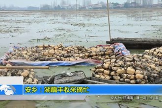 新春走基层 安乡：湖藕丰收采摘忙