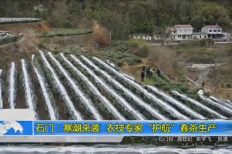 石门：寒潮来袭 农技专家“护航”春茶生产