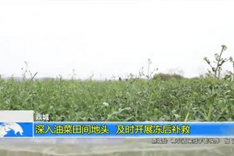 鼎城：深入油菜田间地头 及时开展冻后补救