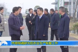 市领导调研灾后农业生产恢复工作