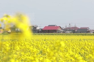 安乡：烂漫春光正当时 百花争妍竞开放
