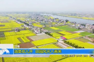 汉寿：油菜花儿开 田园风光入画来