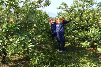 石门：举办首届“石门橘匠”技能大赛