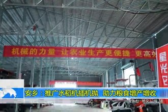 安乡：推广水稻机插机抛 助力粮食增产增收