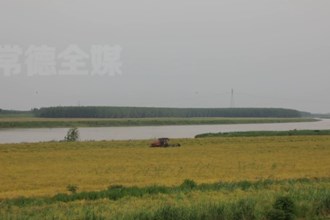 津市：20万亩油菜喜获丰收