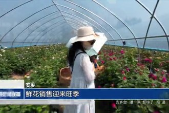 安乡：鲜花销售迎来旺季