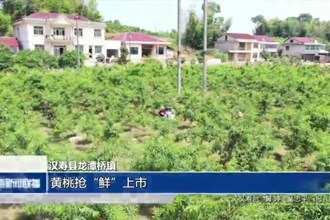汉寿县龙潭桥镇：黄桃抢“鲜”上市