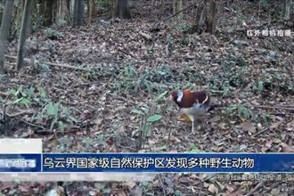 乌云界国家级自然保护区发现多种野生动物