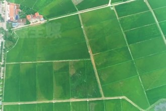 临澧：24.9万亩早稻陆续成熟
