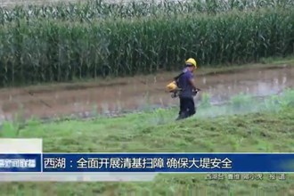 西湖：全面开展清基扫障 确保大堤安全