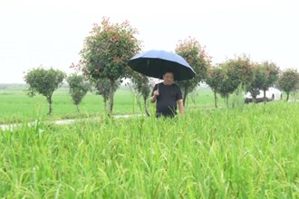 汉寿：灌区提升改造 快排涝保农田
