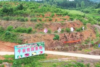 汉寿：桃园飘香迎丰收 农户增收笑开颜
