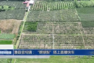 澧县官垸镇：“翠绿梨”搭上直播快车